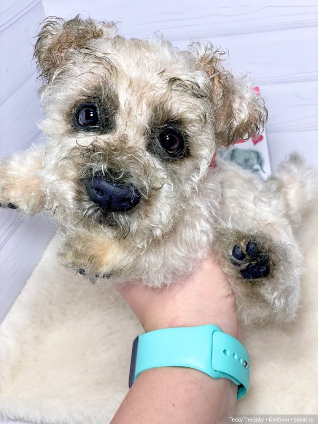 Снежок🐾 — Реалистичные игрушки и звери (Натюр): собаки (фото 10)