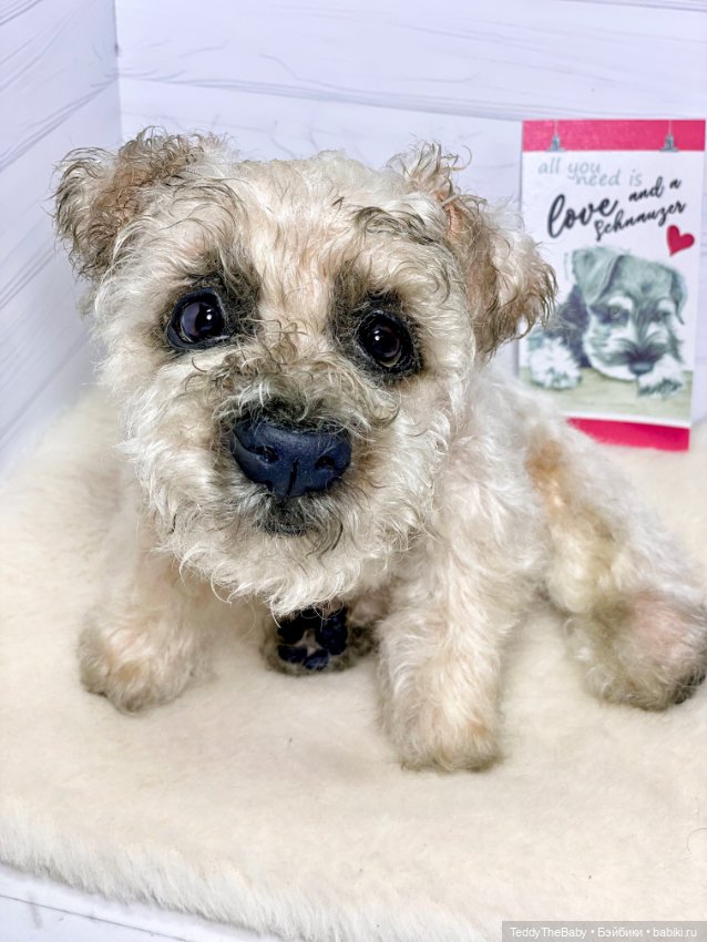 Снежок🐾 — Реалистичные игрушки и звери (Натюр): собаки (фото 3)