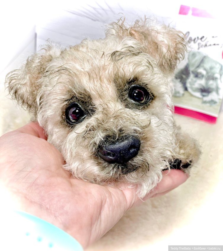 Снежок🐾 — Реалистичные игрушки и звери (Натюр): собаки (фото 7)