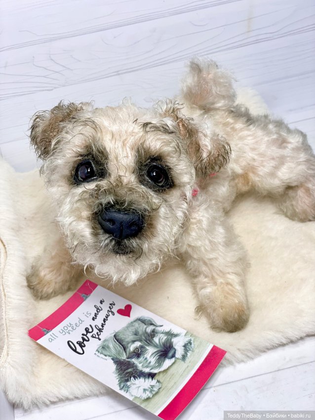 Снежок🐾 — Реалистичные игрушки и звери (Натюр): собаки