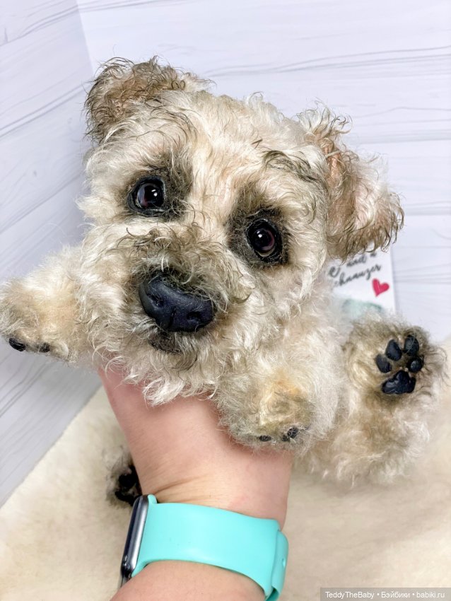 Снежок🐾 — Реалистичные игрушки и звери (Натюр): собаки (фото 9)