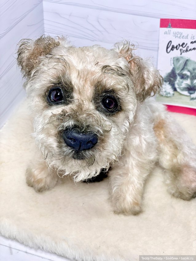 Снежок🐾 — Реалистичные игрушки и звери (Натюр): собаки (фото 5)