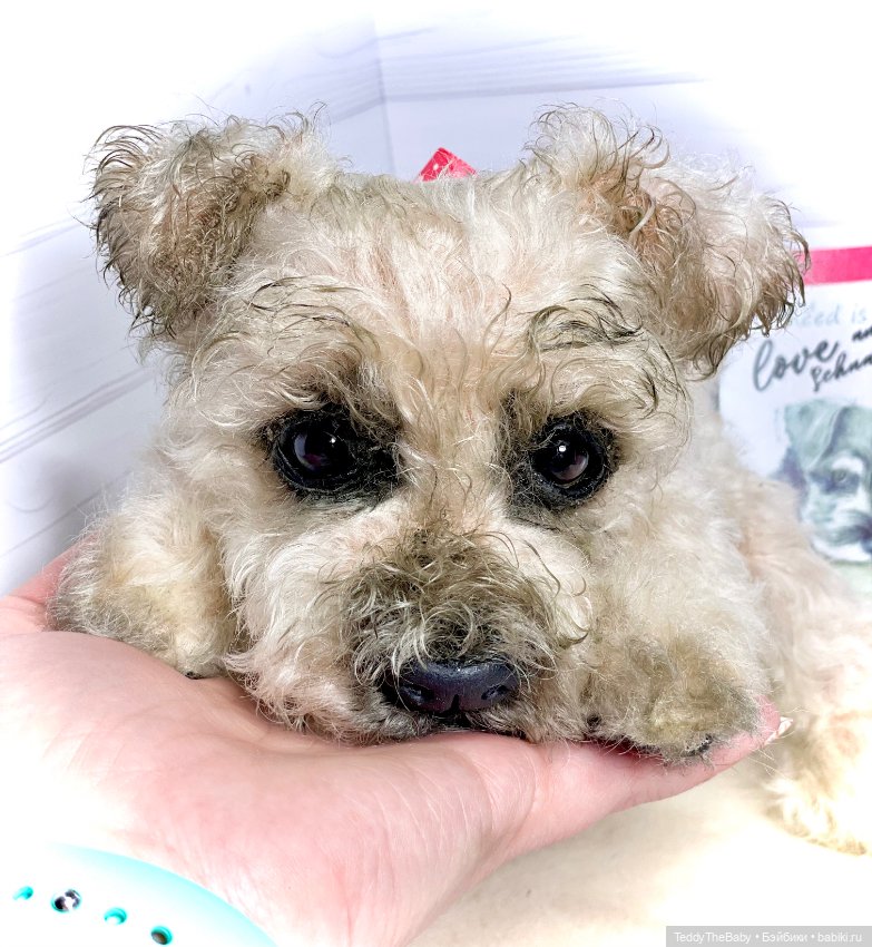 Снежок🐾 — Реалистичные игрушки и звери (Натюр): собаки