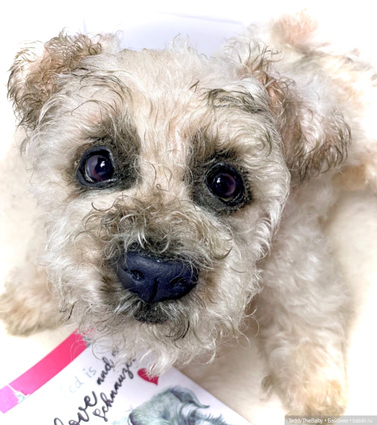 Снежок🐾 — Реалистичные игрушки и звери (Натюр): собаки