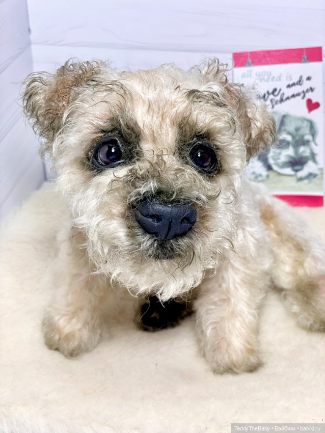 Снежок🐾 — Реалистичные игрушки и звери (Натюр): собаки (фото 4)