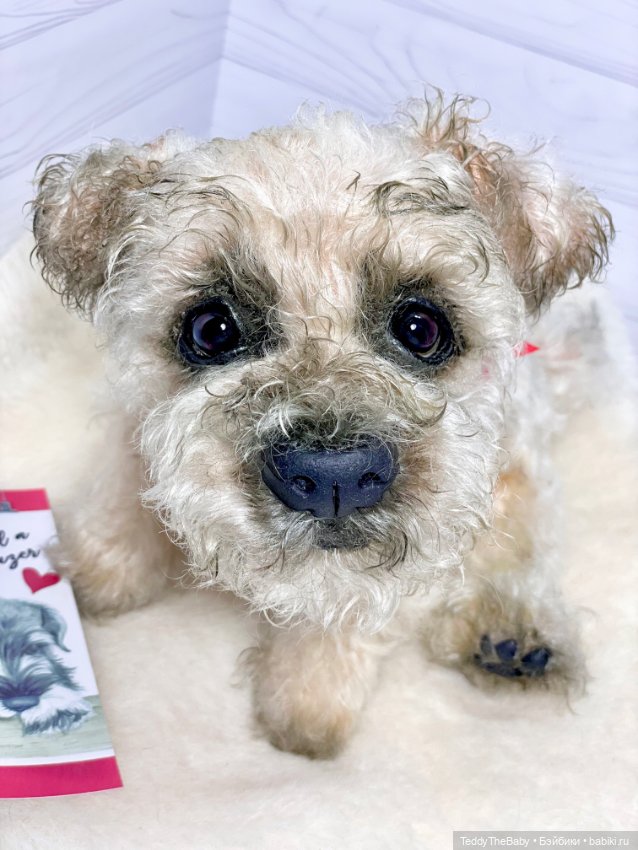 Снежок🐾 — Реалистичные игрушки и звери (Натюр): собаки