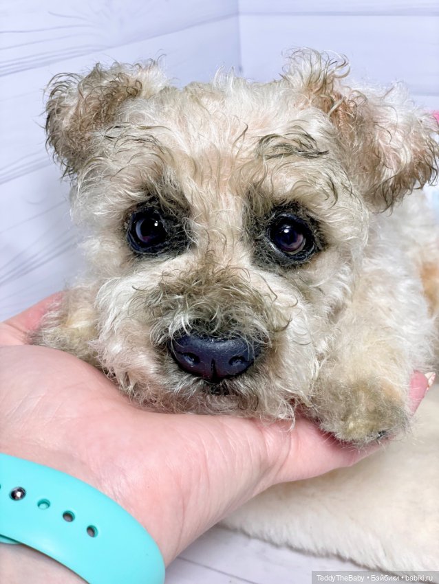 Снежок🐾 — Реалистичные игрушки и звери (Натюр): собаки