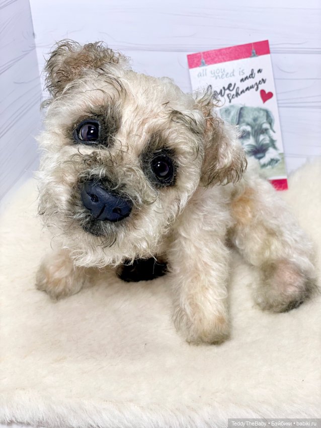 Снежок🐾 — Реалистичные игрушки и звери (Натюр): собаки (фото 6)