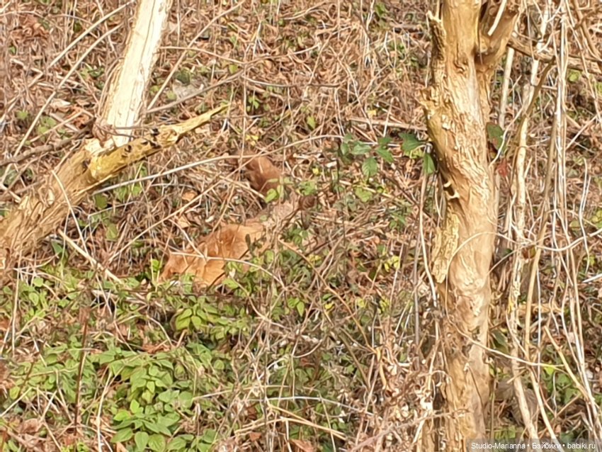 Подарок — Игровые куклы Zwergnase (Цвергназе) Junior: Джуниор