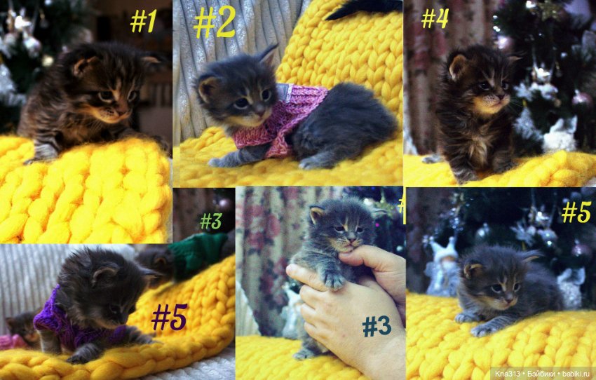 Один день из жизни обитателей моего кукольного домика.❄ ❄ ❄ (фото 6)