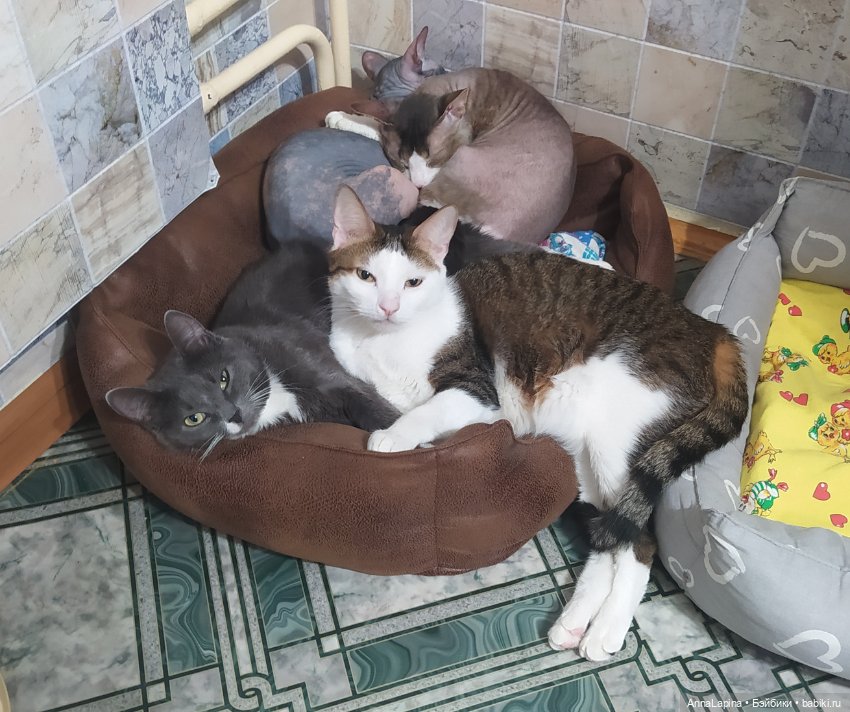 Поздравления от Булок 🥰 — В мире животных: смешные фото питомцев и зверей