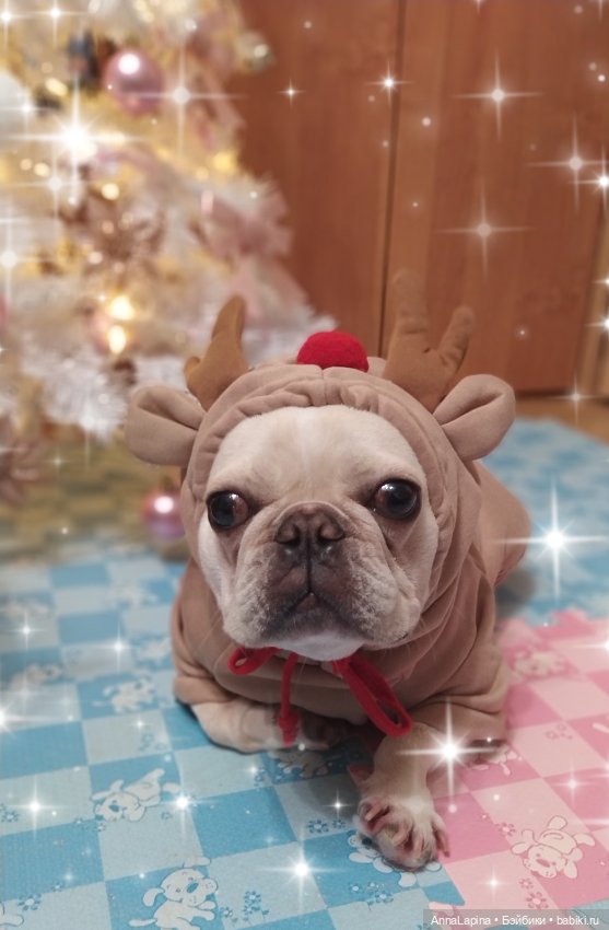 Поздравления от Булок 🥰 — В мире животных: смешные фото питомцев и зверей (фото 2)