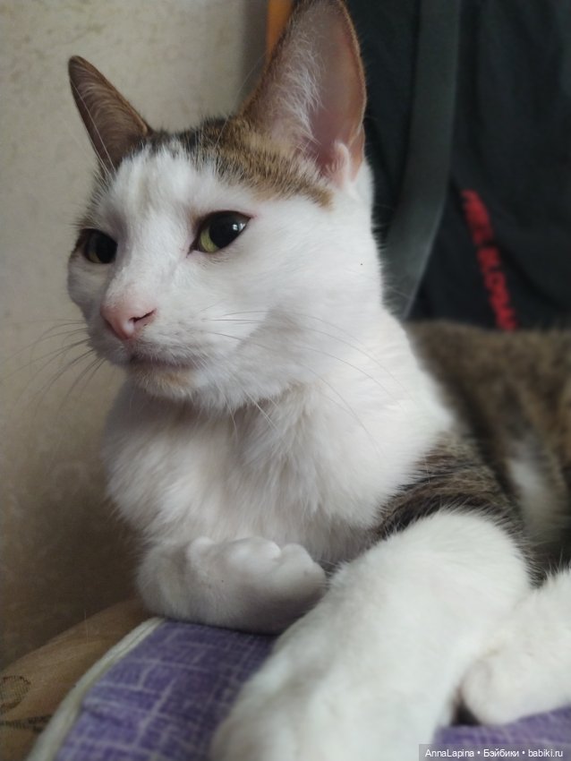 Поздравления от Булок 🥰 — В мире животных: смешные фото питомцев и зверей (фото 9)