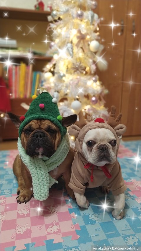 Поздравления от Булок 🥰 — В мире животных: смешные фото питомцев и зверей