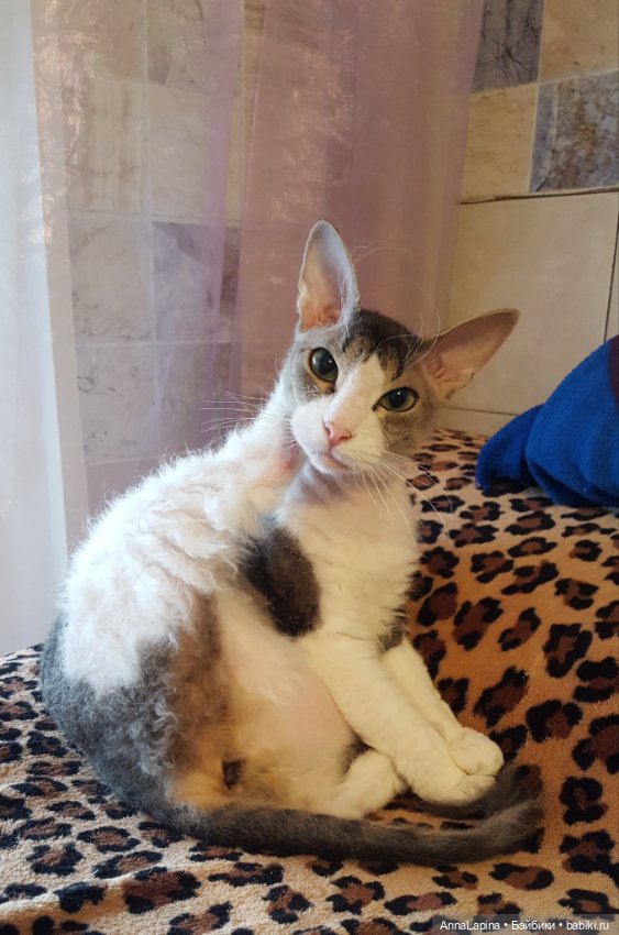 Поздравления от Булок 🥰 — В мире животных: смешные фото питомцев и зверей (фото 7)