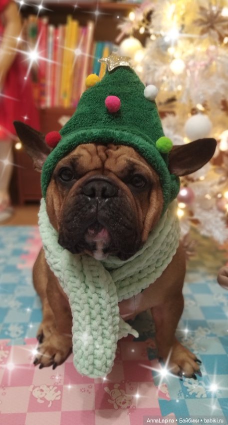 Поздравления от Булок 🥰 — В мире животных: смешные фото питомцев и зверей (фото 4)