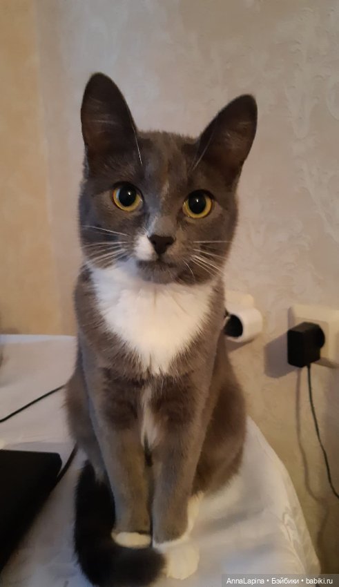 Поздравления от Булок 🥰 — В мире животных: смешные фото питомцев и зверей (фото 10)