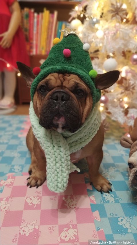 Поздравления от Булок 🥰 — В мире животных: смешные фото питомцев и зверей (фото 6)