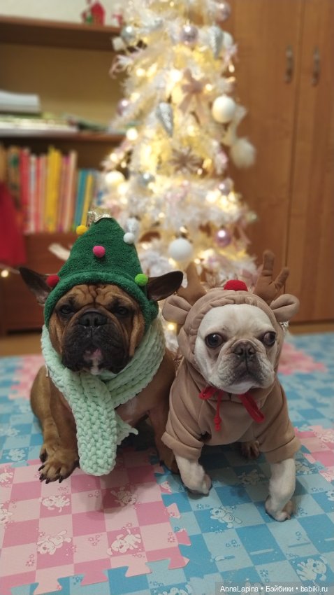 Поздравления от Булок 🥰 — В мире животных: смешные фото питомцев и зверей (фото 3)