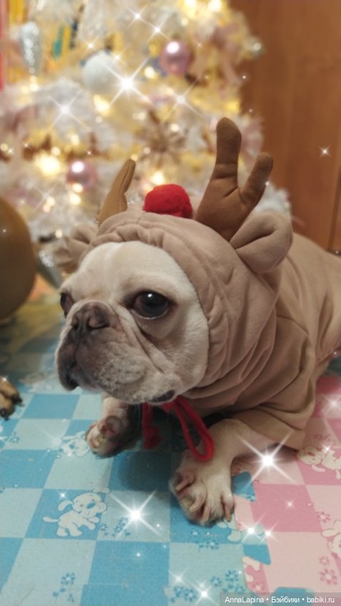 Поздравления от Булок 🥰 — В мире животных: смешные фото питомцев и зверей (фото 5)