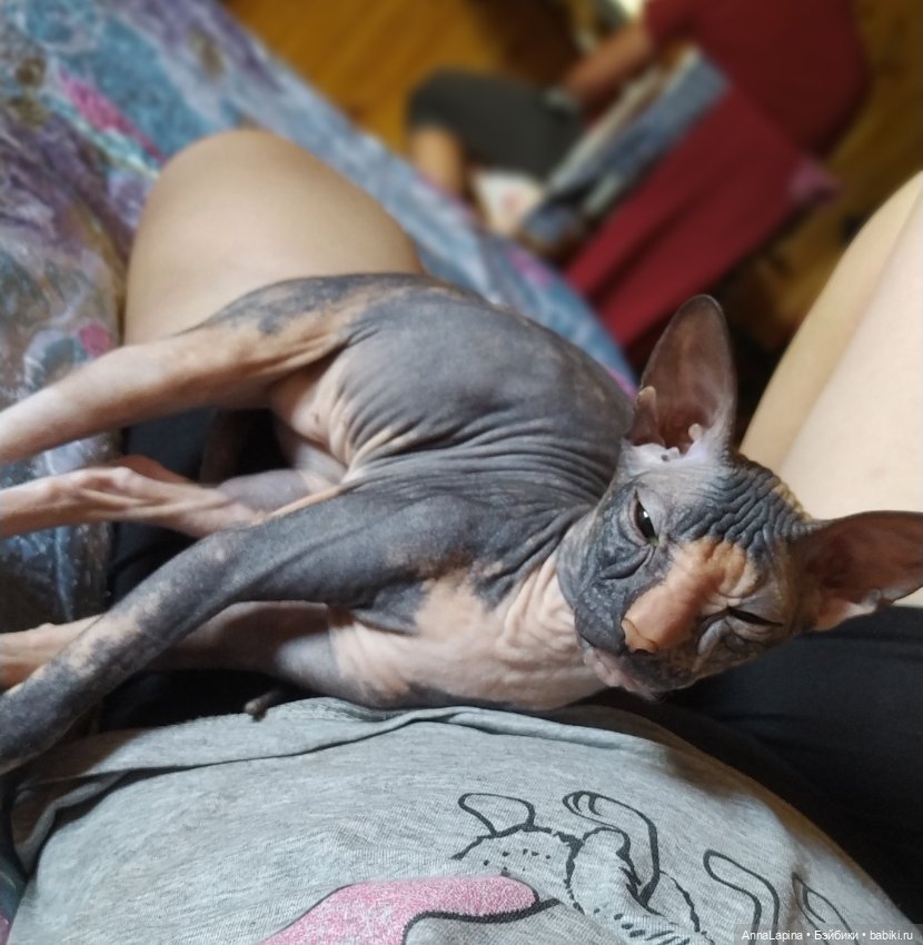 Поздравления от Булок 🥰 — В мире животных: смешные фото питомцев и зверей (фото 8)