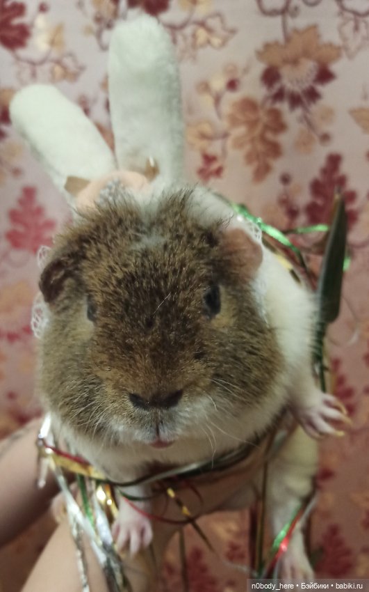 С наступающим 🌟🌟🌟 — Азиатские виниловые куклы (разное): Китай (фото 3)