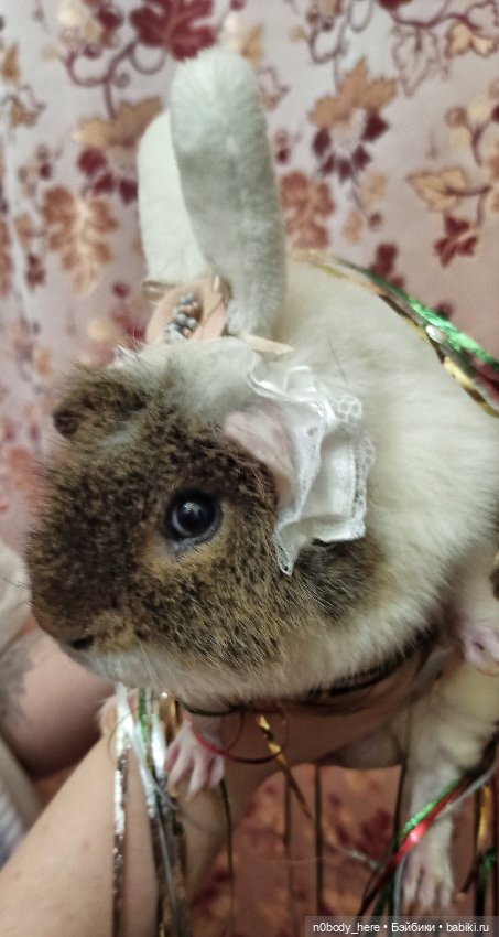 С наступающим 🌟🌟🌟 — Азиатские виниловые куклы (разное): Китай (фото 4)