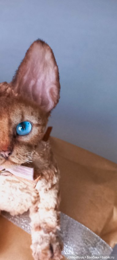 Котенок в стиле тедди. Девон рекс (фото 7)