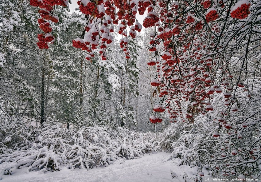 Мои куклы. Верона и Беата