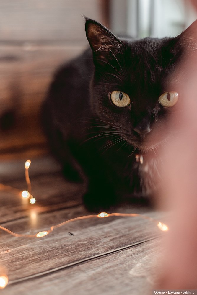 Две болтушки. Загадка — Домашние фото авторских игрушек: Тедди (фото 4)