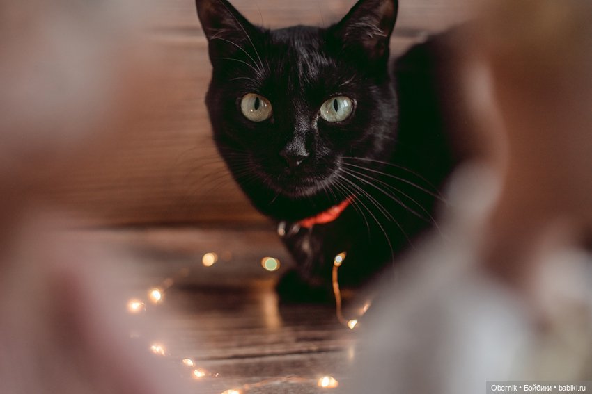 Две болтушки. Загадка — Домашние фото авторских игрушек: Тедди (фото 3)