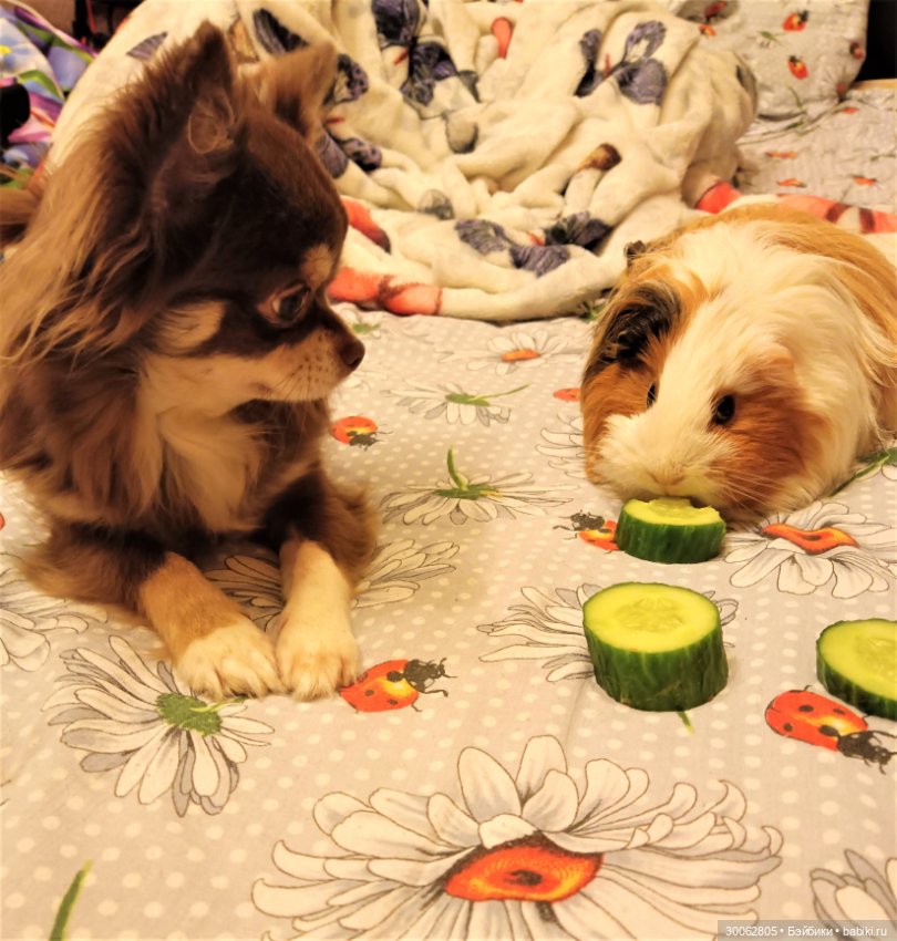 А у вас есть морские свинки