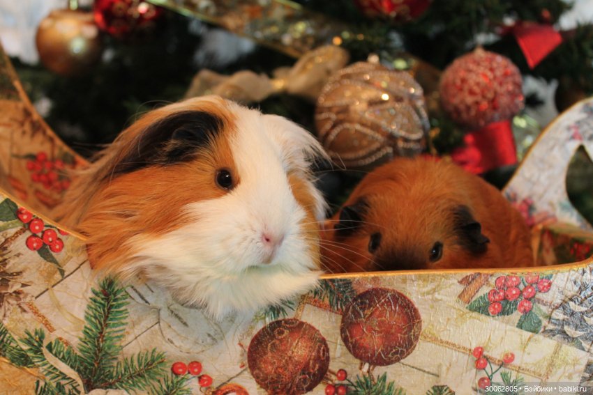 А у вас есть морские свинки (фото 6)