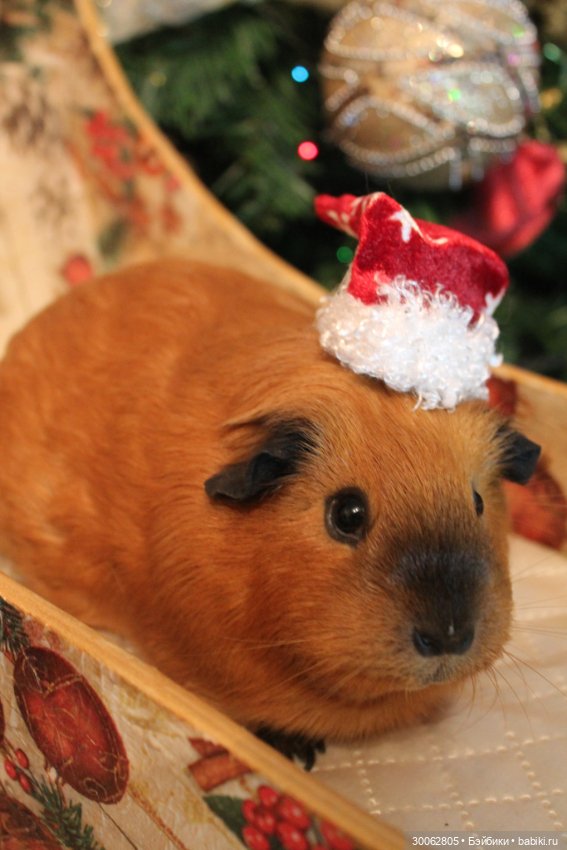 А у вас есть морские свинки (фото 3)