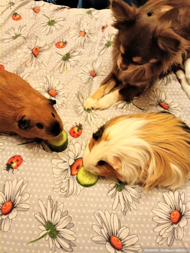 А у вас есть морские свинки (фото 10)