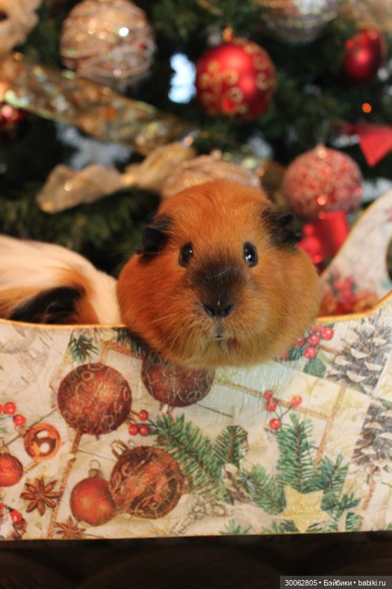 А у вас есть морские свинки (фото 4)