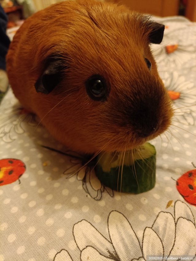 А у вас есть морские свинки