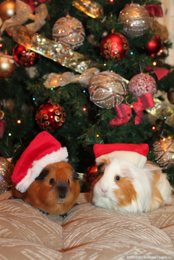 А у вас есть морские свинки