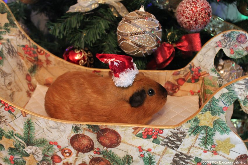 А у вас есть морские свинки (фото 2)