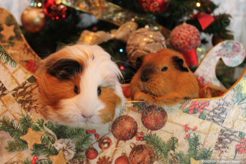 А у вас есть морские свинки (фото 5)