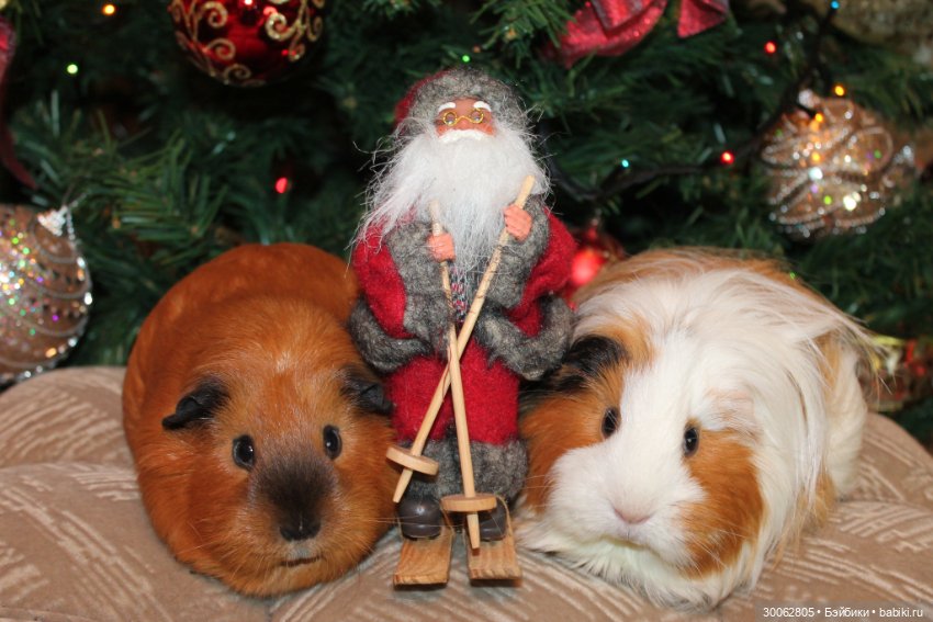 А у вас есть морские свинки