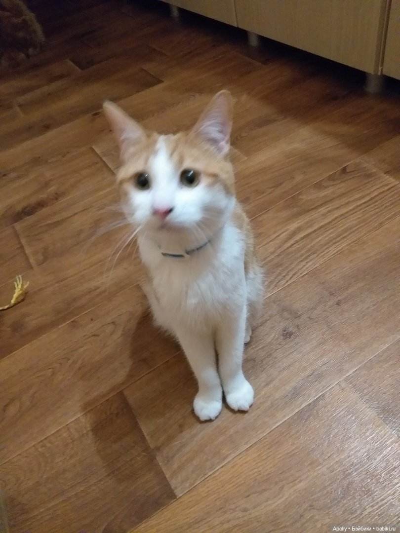 Манеки-Неко — Домашние фото авторских игрушек: Тедди