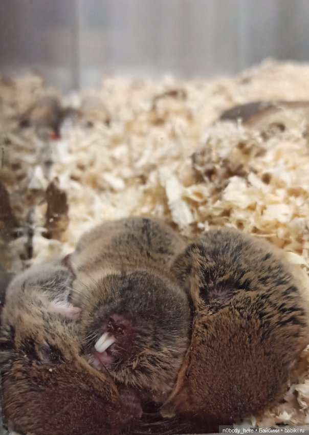 Восточная слепушонка или мини-бобр