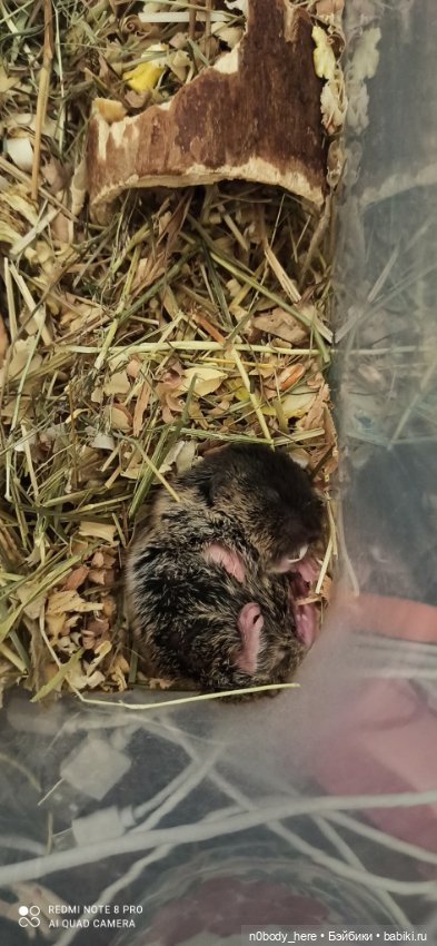 Восточная слепушонка или мини-бобр