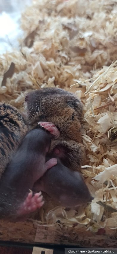 Восточная слепушонка или мини-бобр