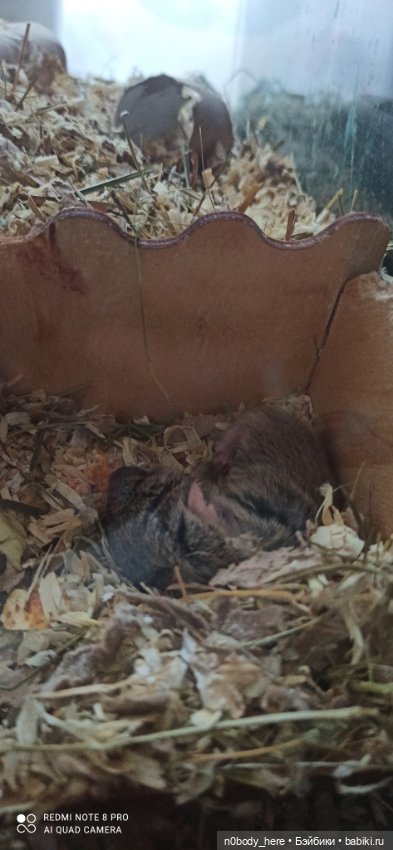 Восточная слепушонка или мини-бобр (фото 8)