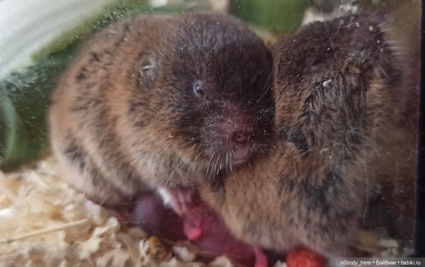 Восточная слепушонка или мини-бобр
