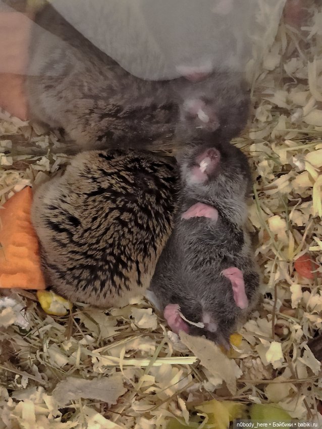 Восточная слепушонка или мини-бобр