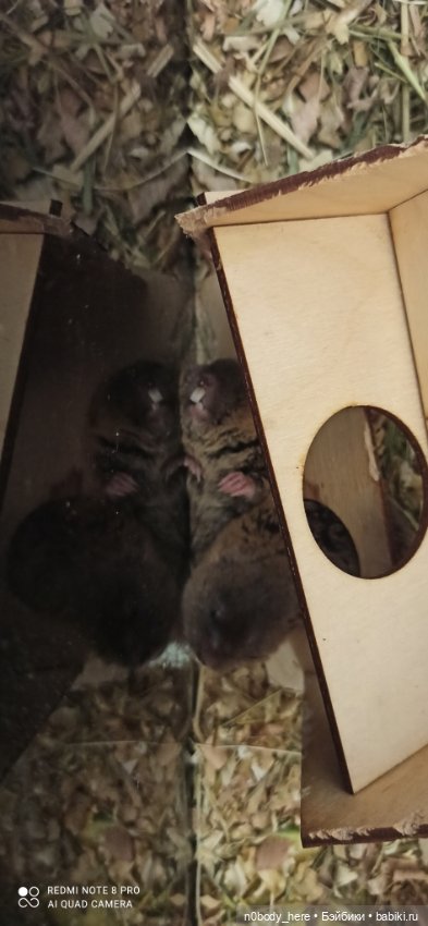 Восточная слепушонка или мини-бобр (фото 2)