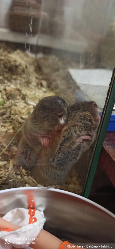 Восточная слепушонка или мини-бобр (фото 7)